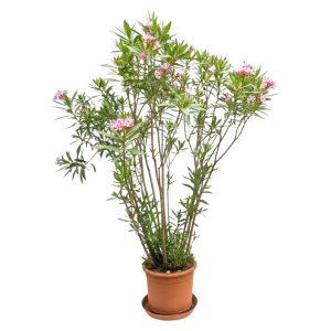 Oleander Busch schmal 1